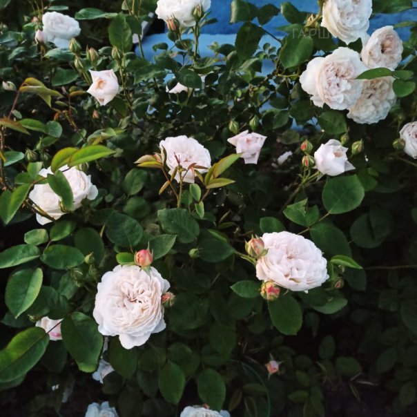 превью изображения отзыва