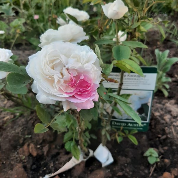 превью изображения отзыва