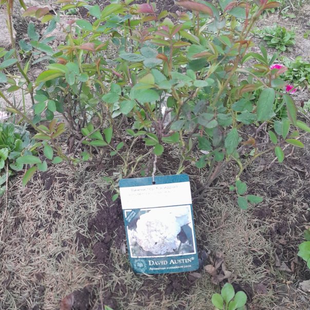 превью изображения отзыва