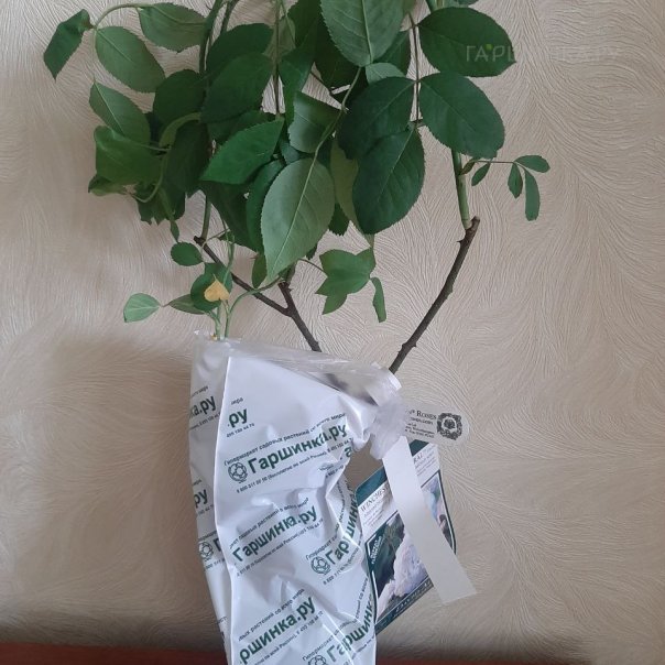 превью изображения отзыва