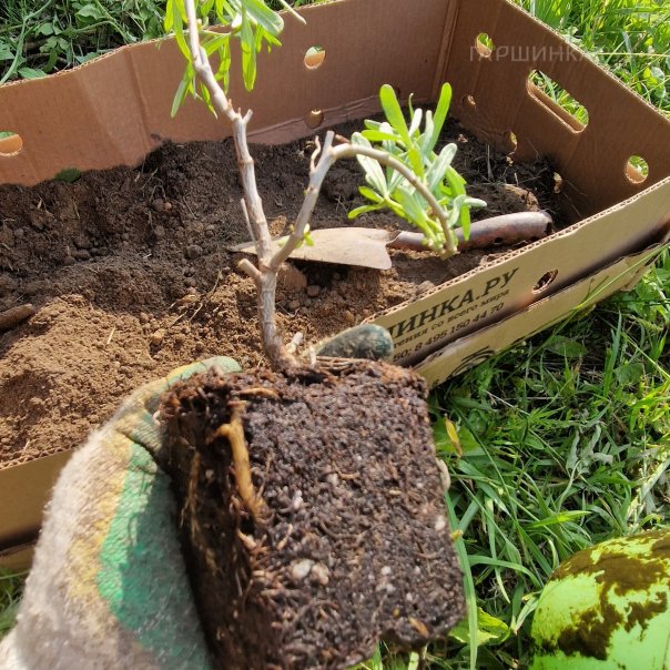 превью изображения отзыва