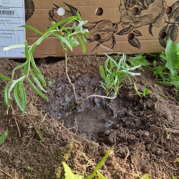 превью изображения отзыва