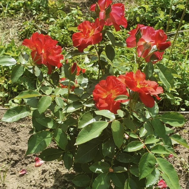 превью изображения отзыва