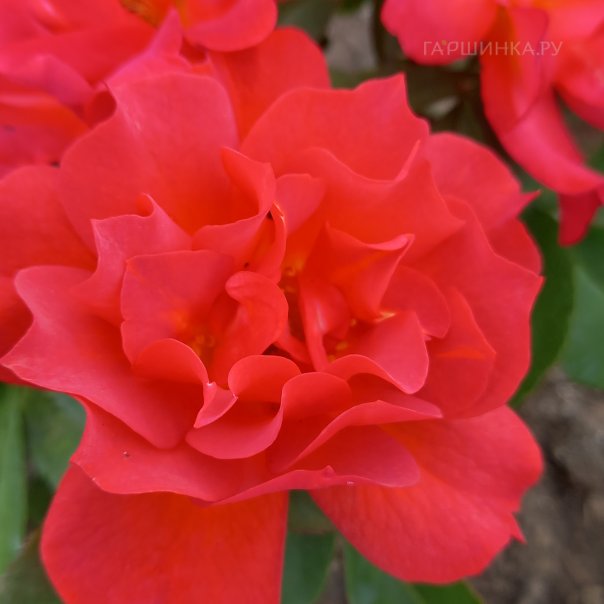 превью изображения отзыва