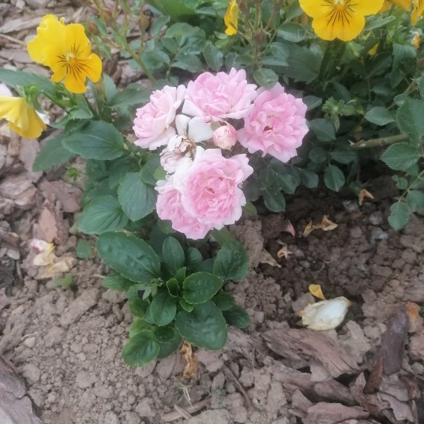 превью изображения отзыва