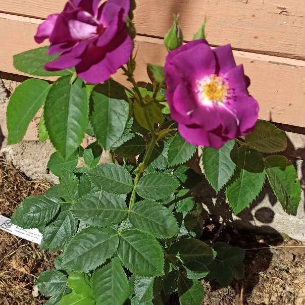 превью изображения отзыва