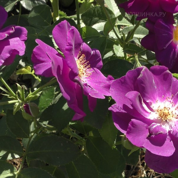 превью изображения отзыва