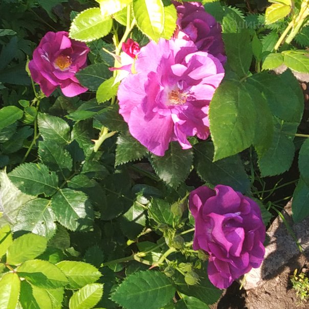 превью изображения отзыва