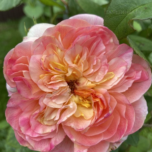 превью изображения отзыва