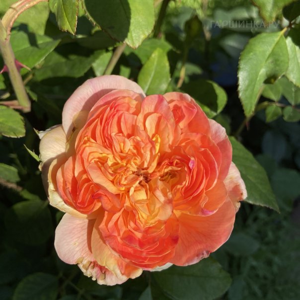 превью изображения отзыва