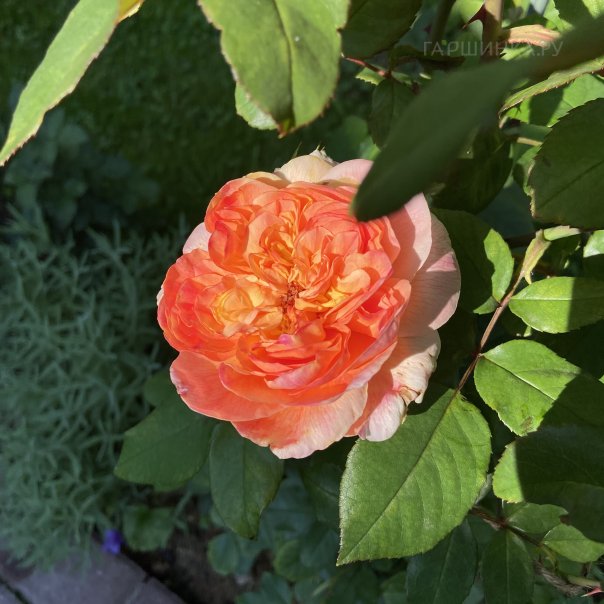 превью изображения отзыва