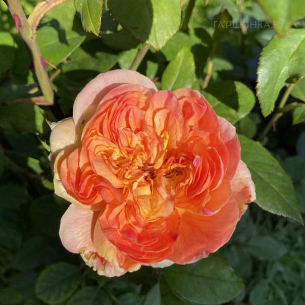 превью изображения отзыва