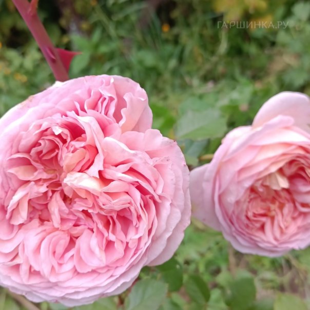 превью изображения отзыва