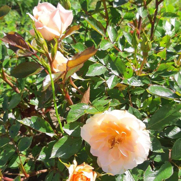 превью изображения отзыва