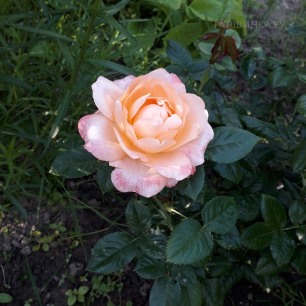 превью изображения отзыва