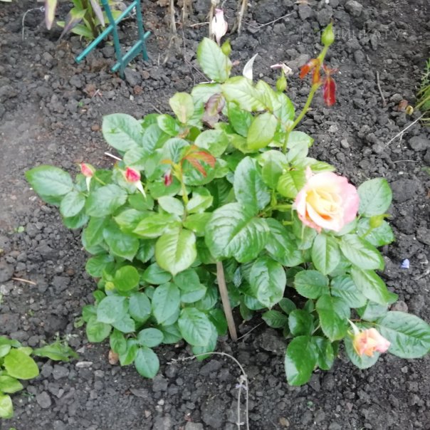 превью изображения отзыва