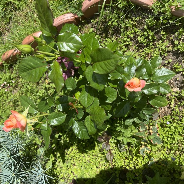 превью изображения отзыва