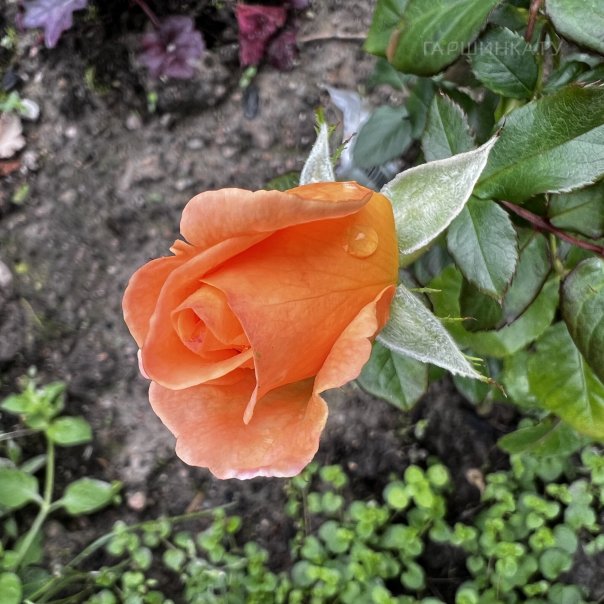 превью изображения отзыва