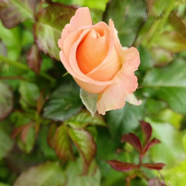 превью изображения отзыва