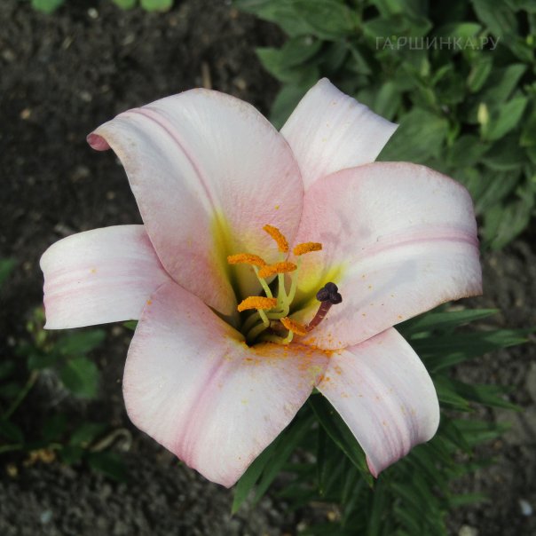 превью изображения отзыва