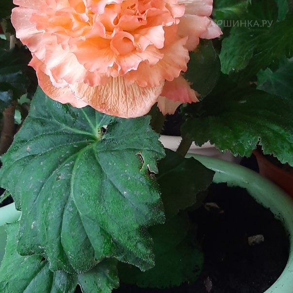 превью изображения отзыва