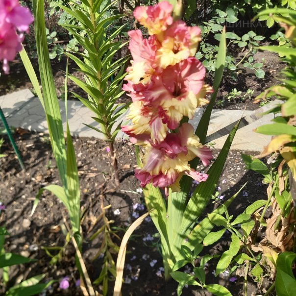 превью изображения отзыва