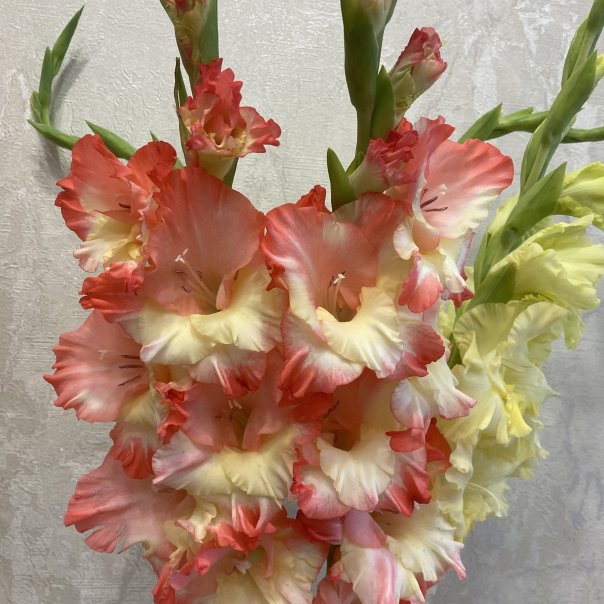 превью изображения отзыва