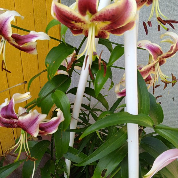 превью изображения отзыва