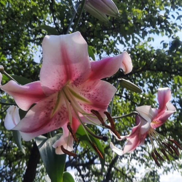 превью изображения отзыва