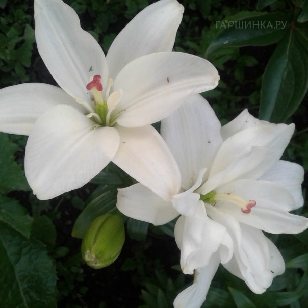 превью изображения отзыва