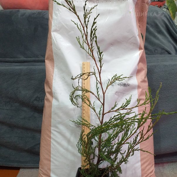 превью изображения отзыва