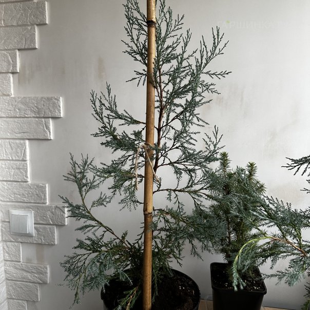 превью изображения отзыва