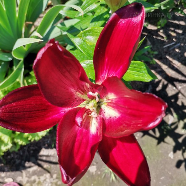 превью изображения отзыва