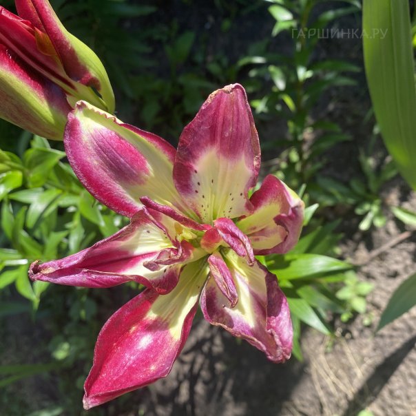 превью изображения отзыва