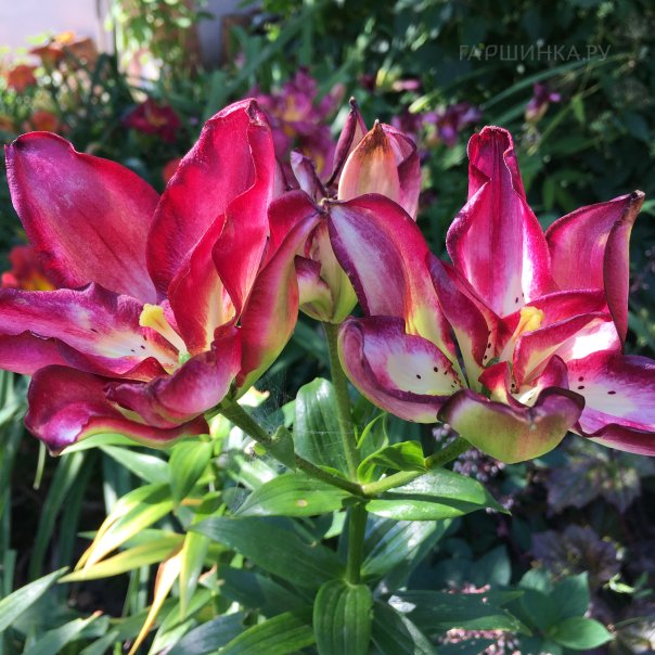 превью изображения отзыва