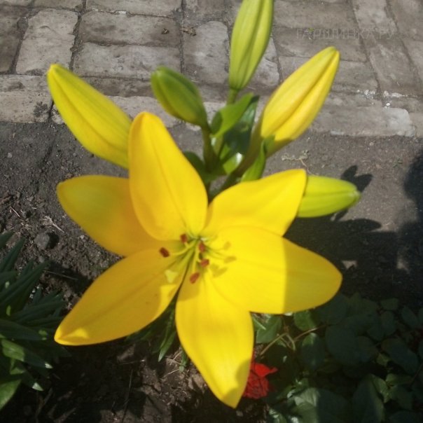 превью изображения отзыва