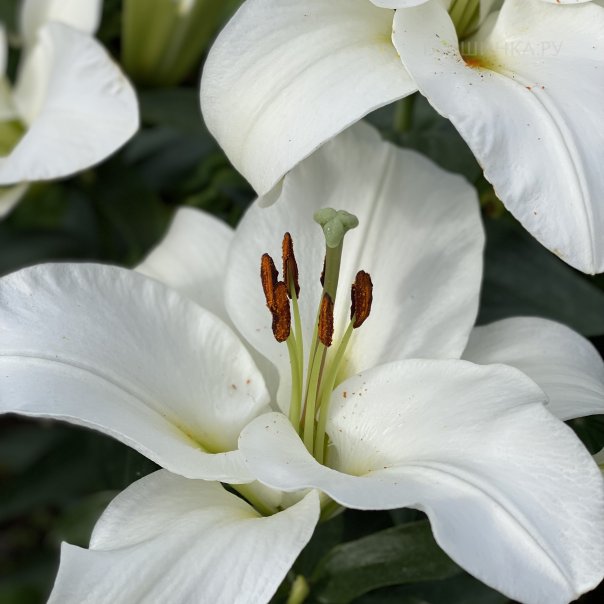 превью изображения отзыва