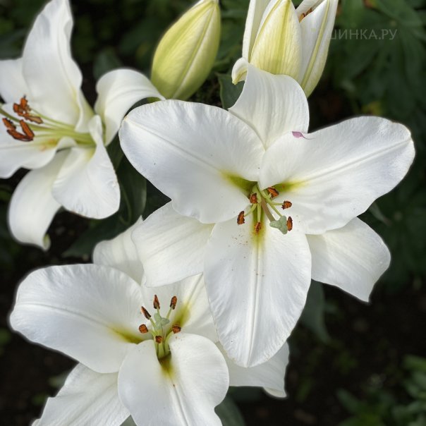 превью изображения отзыва