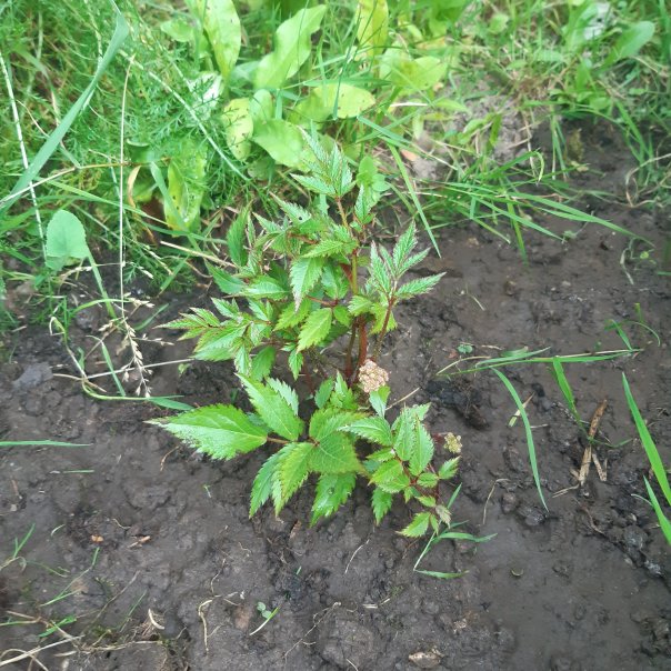 превью изображения отзыва