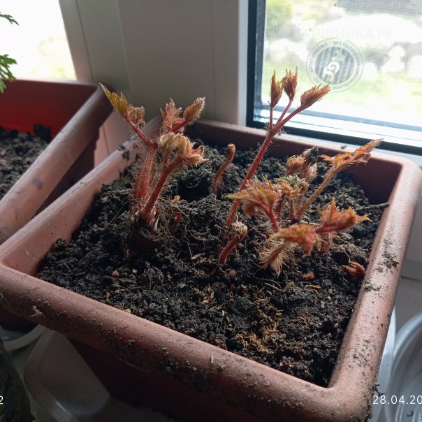 превью изображения отзыва