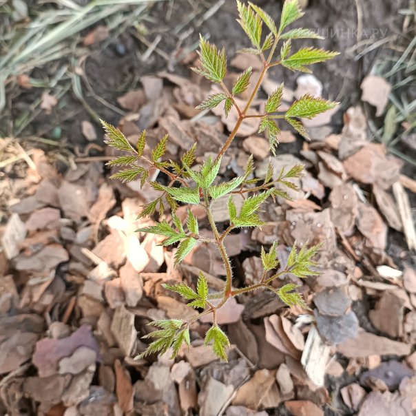 превью изображения отзыва