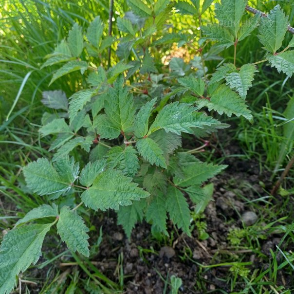 превью изображения отзыва