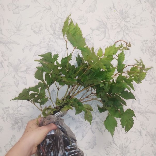 превью изображения отзыва