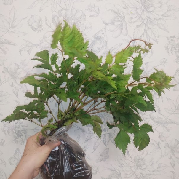 превью изображения отзыва