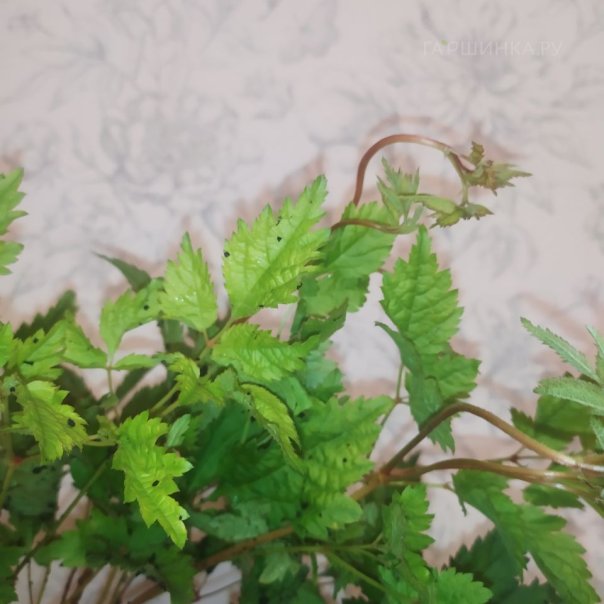 превью изображения отзыва