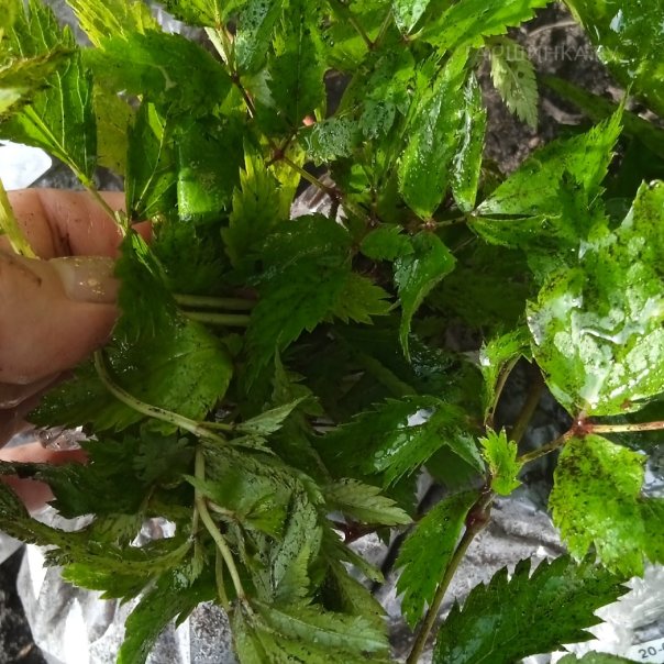 превью изображения отзыва