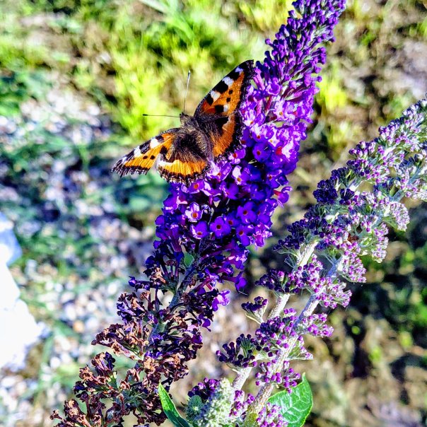 превью изображения отзыва