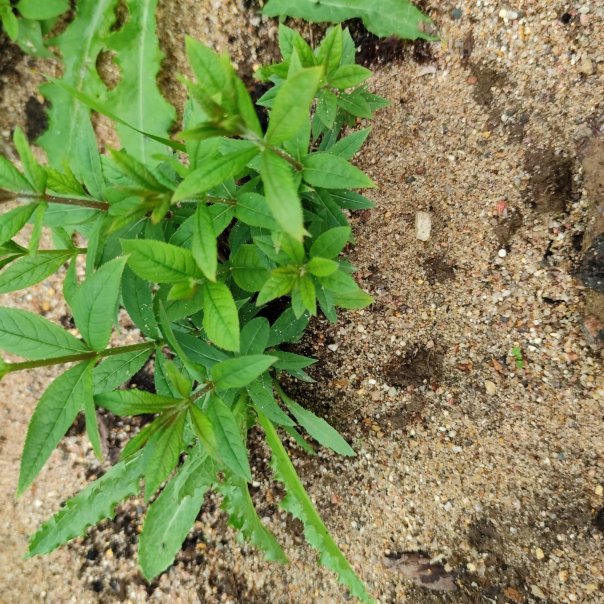 превью изображения отзыва