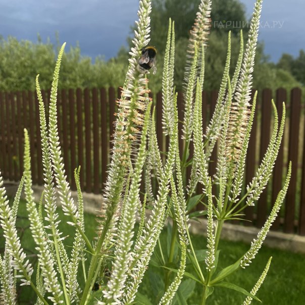 превью изображения отзыва