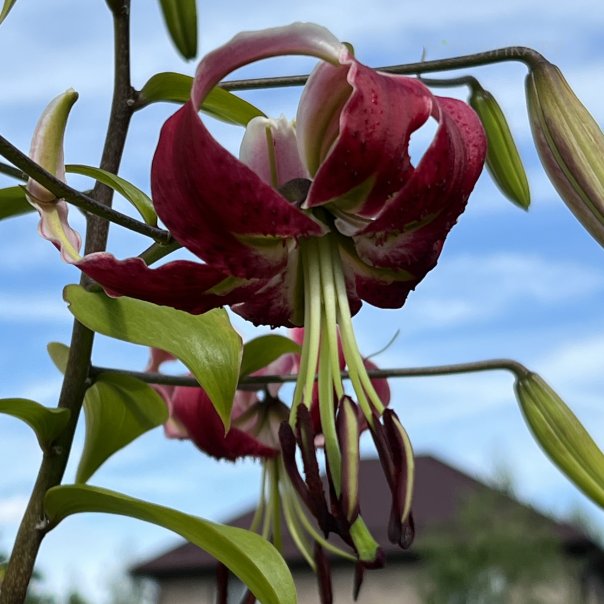 превью изображения отзыва